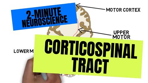 Corticospinal Tract Spinal Cord