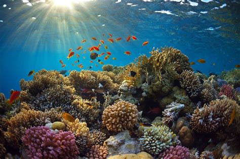 A colorful set of gorgonians on a diverse reef in the Caribbean Sea. Poster 最終決算