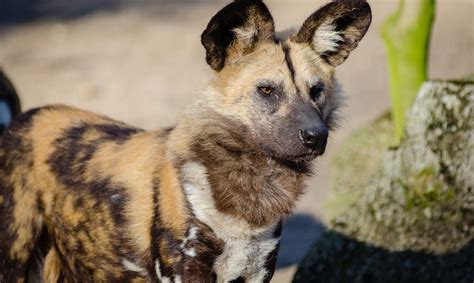 African Wild Dog - Endangered Species - Endangered Wonders