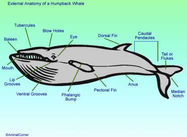 Baleen Whale Anatomy - Calm Water = Calm Whales, and the Reverse is True Too ... - Baleen whales ...