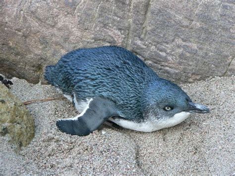 The small blue penguins of New Zealand are my favorites. I took this photo near Dunedin. | Cute ...