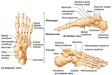 Diagram Of Foot And Ankle Bones