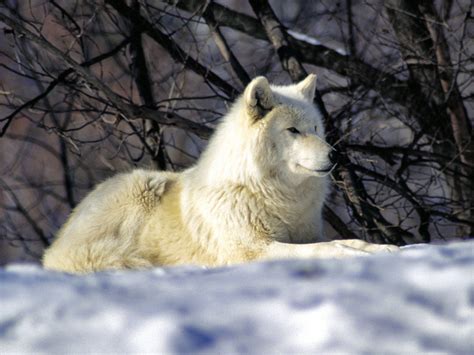 Toronto Zoo | Animals