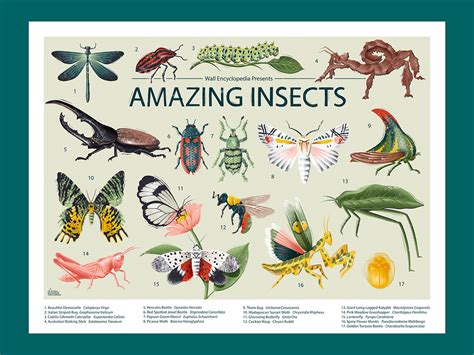 Amazing Insects Posters :: Behance