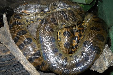 Green Anaconda Facts, Size, Weight, Habitat, Diet, Pictures