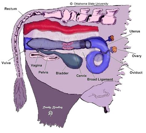 Female Cow Reproductive System