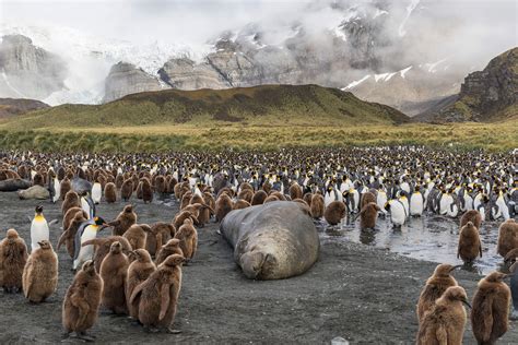 South Georgia Island - Yacht Expeditions | Cookson Adventures