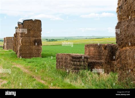 Alfalfa Hay Bales High Resolution Stock Photography and Images - Alamy