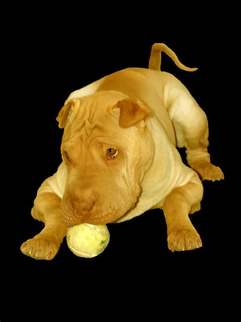 Fawn Dilute Chinese Shar Pei Puppy Dog, Aspen, Playing with Tennis Ball | Flickr - Photo Sharing!