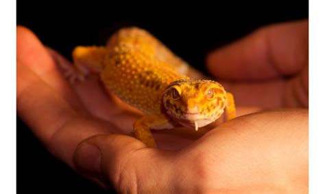 3 Factors To Be Aware Of On Leopard Gecko Weird Behavior - Reptile Masters