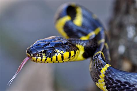 Mangrove Snake by Misumena - Photo 37774214 / 500px