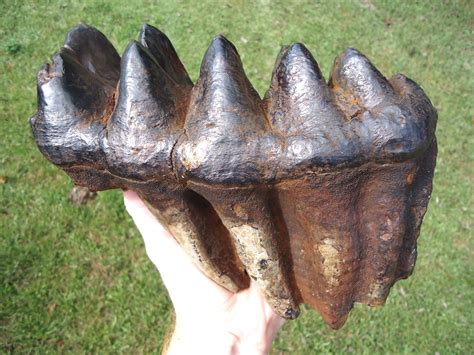 World Record Sized Six Hump Mastodon Tooth | Fossils | MUSEUM | Prehistoric Florida