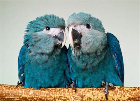 Spix's macaw - Alchetron, The Free Social Encyclopedia