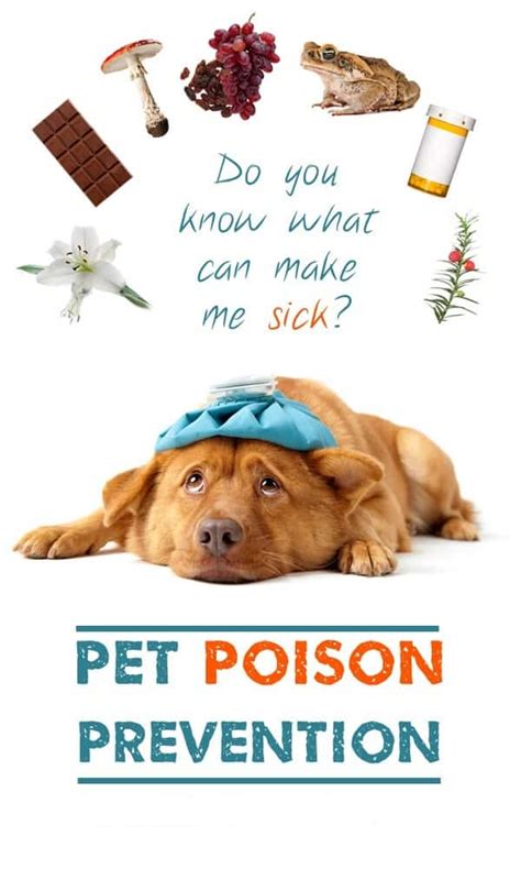 Dog Poisoning Prevention Tips