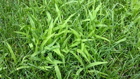 CO-Horts: Weed of the Moment: Crabgrass and its look-alikes