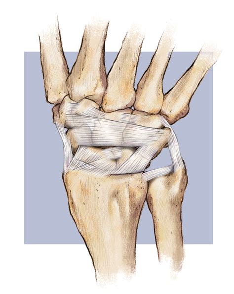 Wrist Ligaments Diagram