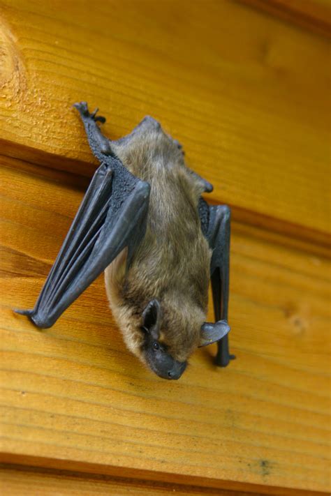 Bat Removal Solutions West Virginia Bat Removal, Wildlife Control