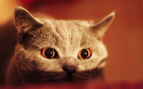 Free photo: Scary cat - Cat, Evil, Eyes - Free Download - Jooinn