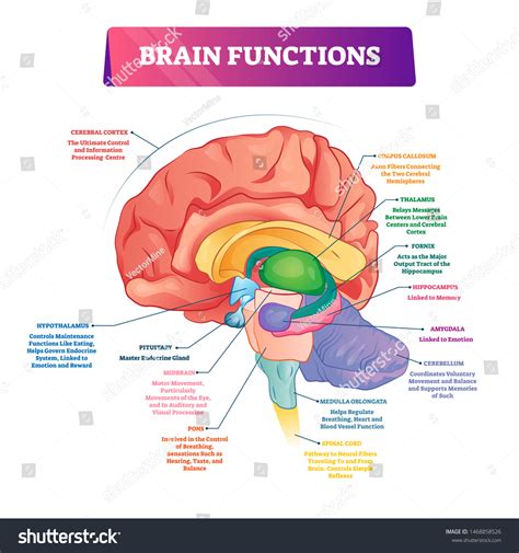 2,933 Labeled Brain Anatomy Images, Stock Photos & Vectors | Shutterstock