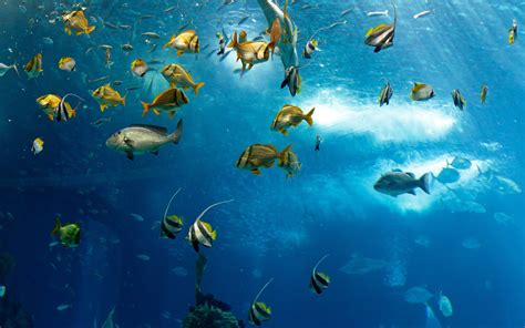 Fish Underwater In Ocean Wallpaper 00428 - Baltana