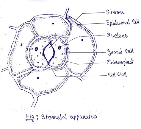 [DIAGRAM] Onion Epidermal Cell Labeled Diagram - MYDIAGRAM.ONLINE