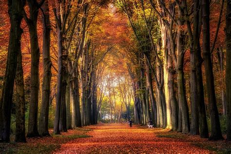 HD wallpaper: autumn, forest, avenue, leaves, colourful, autumn mood ...