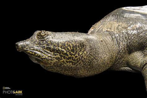 Yangtze Giant Softshell Turtle | Rafetus swinhoei