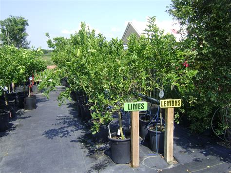 Persian Lime Trees | Buy in Tampa, Brandon, Apollo Beach