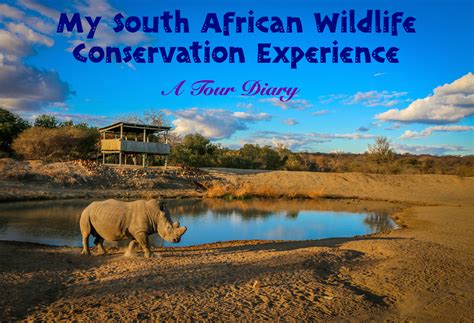 My South African Wildlife Conservation Experience: A Tour Diary