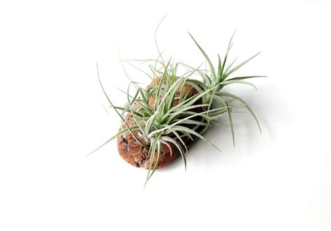 Air Plants on Driftwood: Mounted Tillandsias on by Plantzilla