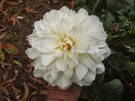 Australian Dahlias and Tubers: Varieties of Stunning White Dahlias