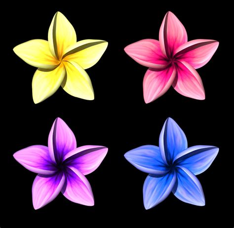 How To Draw A Frangipani Flower Step By Step | Best Flower Site