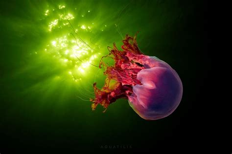 Cyanea capillata by Alexander Semenov Underwater Photographer, Underwater Photos, Underwater ...