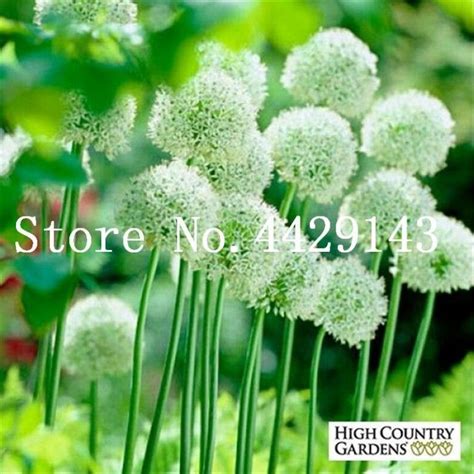 100 Giant Allium Seeds Bulk Pack OutletTrends.com Free Shipping Up to 70% OFF