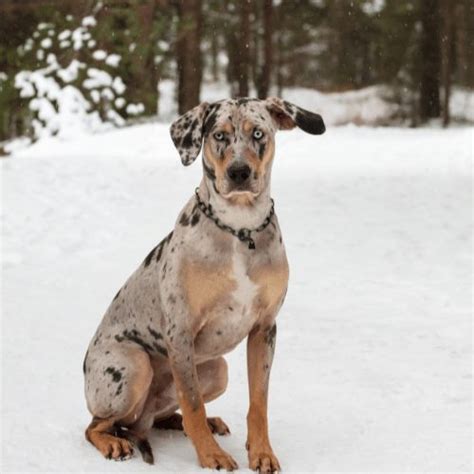 22 Merle Dog Breeds & What Makes Them A Merle Dog