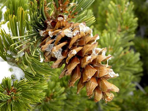 Icy Limber Pine Cone : Photos, Diagrams & Topos : SummitPost