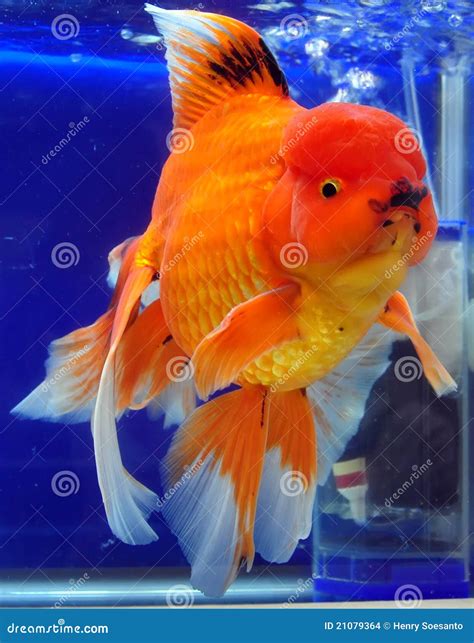 Japanese Ranchu Yellow Goldfish Stock Images - Image: 21079364