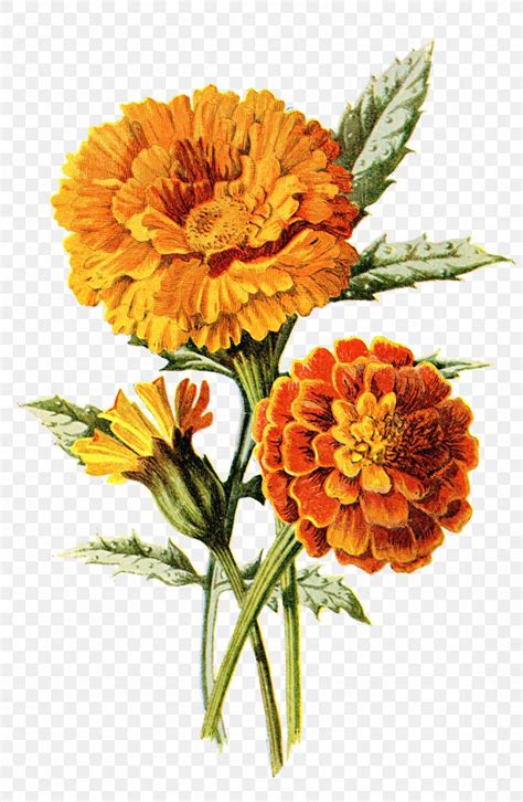 Mexican Marigold Flower Calendula Officinalis Drawing Clip Art, PNG, 1153x1768px, Mexican ...