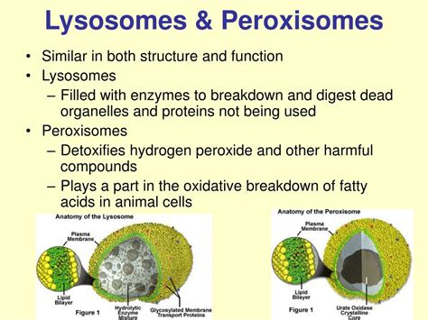 Peroxisome Vs Lysosome Histology