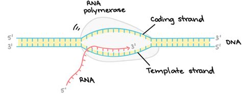 Transcription Biology Diagram