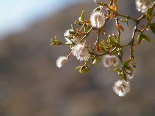 100 Creosote bushes (Larrea tridenta) Seeds - Healthy Harvesters ...