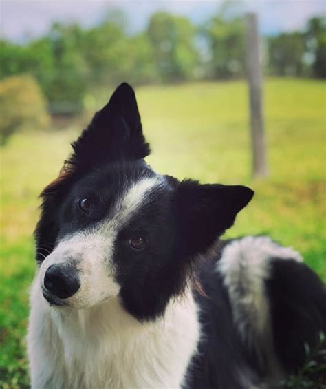 Border Collie Names | Popular Male and Female Names | Wag!