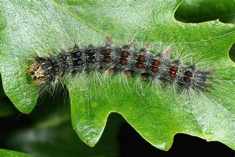 Gypsy moth blamed for mysterious rash showing up on Mississauga residents | insauga