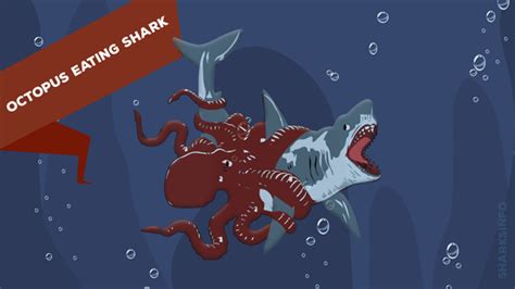 Do Sharks Eat Octopus? – sharksinfo.com