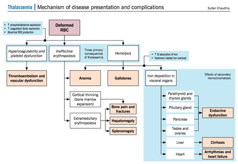 Thalassemia – McMaster Pathophysiology Review