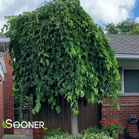 Chaparral Weeping Mulberry | Sooner Plant Farm