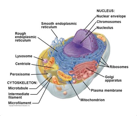 Nucleus Diagram Labeled Class 9