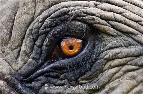 elephant eye up close - Google Search | Ögon