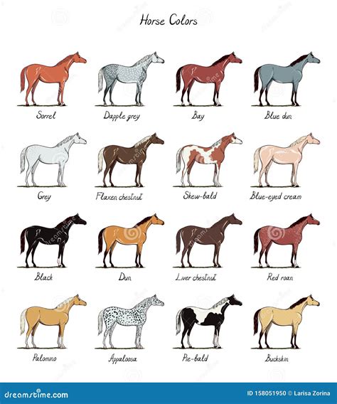 Set of Horse Color Chart Breeds. Equine Coat Colors with Text. Equestrian Scheme. Stock ...