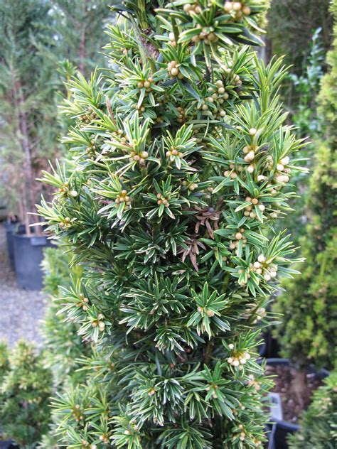 Photo #25971 | Taxus baccata 'Fastigiata Aurea' | plant lust